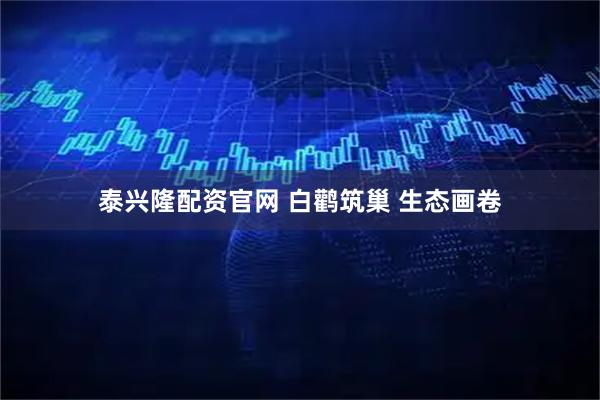泰兴隆配资官网 白鹳筑巢 生态画卷
