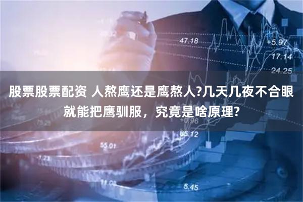 股票股票配资 人熬鹰还是鹰熬人?几天几夜不合眼就能把鹰驯服，究竟是啥原理?