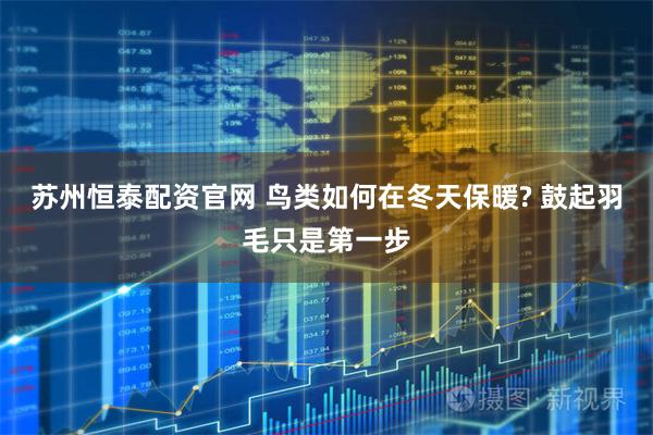 苏州恒泰配资官网 鸟类如何在冬天保暖? 鼓起羽毛只是第一步