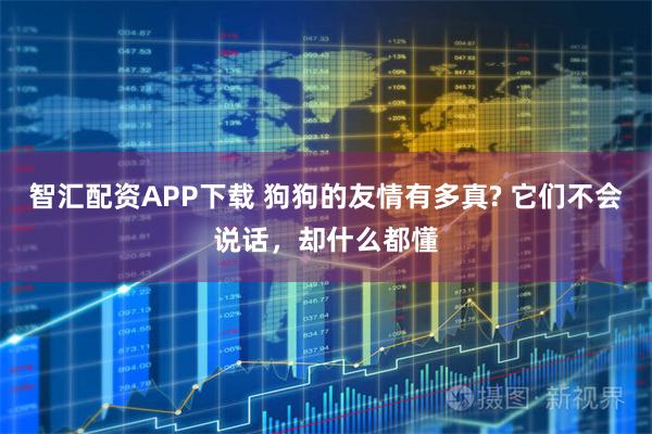 智汇配资APP下载 狗狗的友情有多真? 它们不会说话，却什么都懂