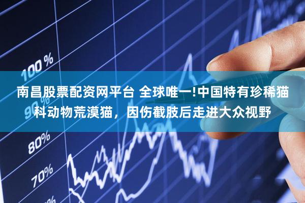 南昌股票配资网平台 全球唯一!中国特有珍稀猫科动物荒漠猫，因伤截肢后走进大众视野