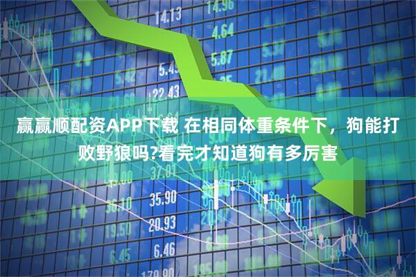 赢赢顺配资APP下载 在相同体重条件下，狗能打败野狼吗?看完才知道狗有多厉害