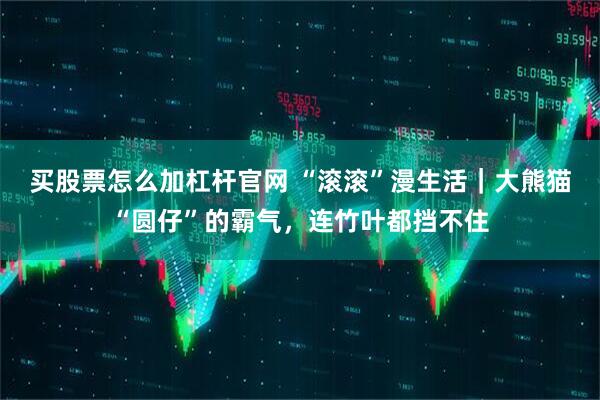 买股票怎么加杠杆官网 “滚滚”漫生活｜大熊猫“圆仔”的霸气，连竹叶都挡不住